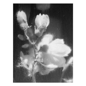 https://www.hardin-kirsch.de:443/files/gimgs/th-39_flowerimfenster_v2.jpg