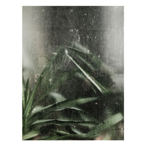 https://www.hardin-kirsch.de:443/files/gimgs/th-39_plantsinwindow.jpg